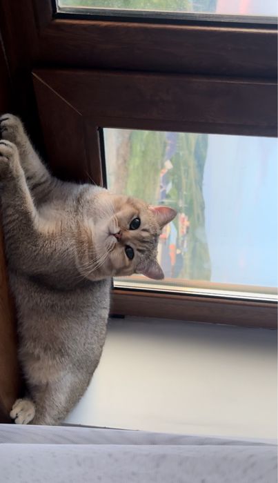 Продается котик породы шотландская золотая шиншилла
