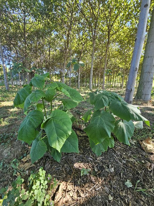 Vand puieti de Paulownia