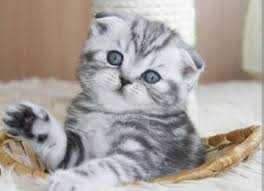 Shinshilla фолд шиншилла fold beztorga narxi taqalgani