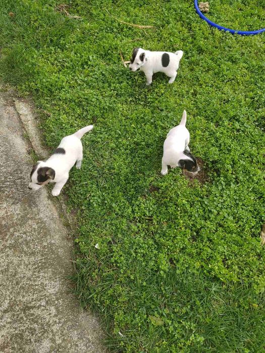 Продавам Джак Ръсел териер