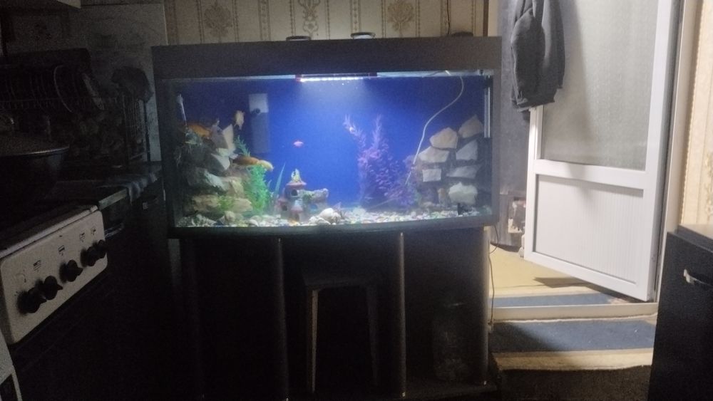 Срочна сотилади ойнаси Калин акварум