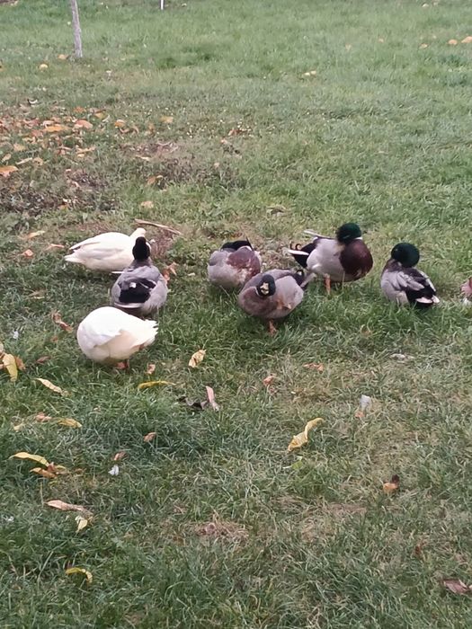 Vând rață olandez pitic