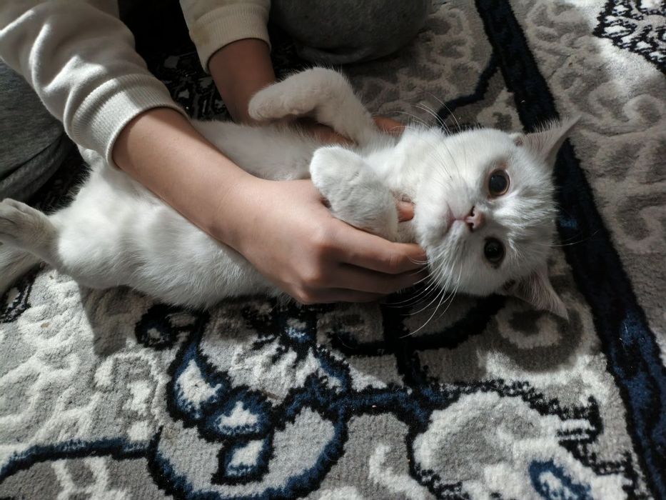 Skottish fold and stright