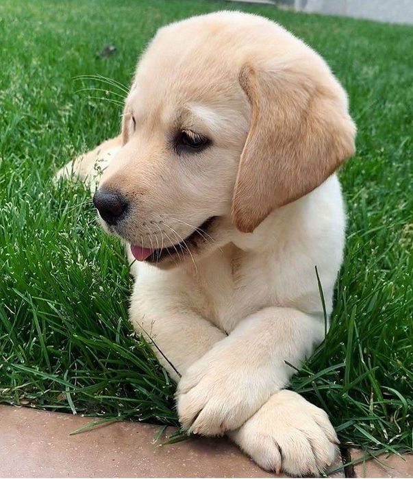 Labrador Retriever – Auriu și Negru, 8 săptămâni, vaccin