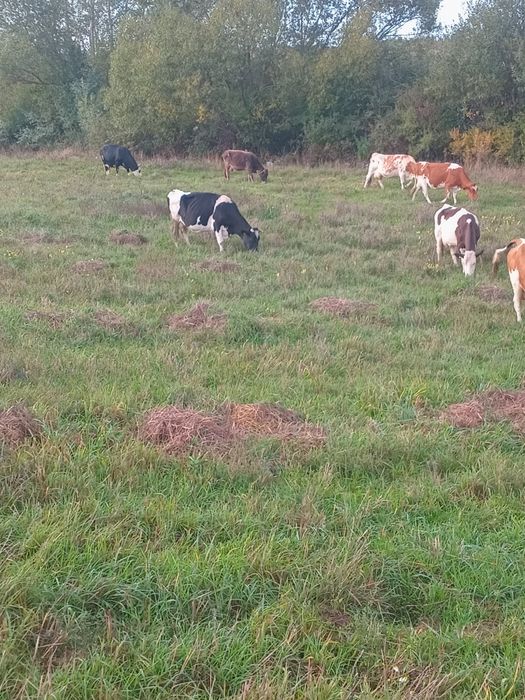 Vand lot de vaci  13 bucati