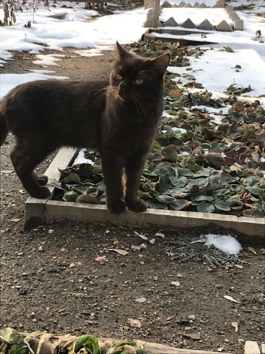 Ищем дом для кота