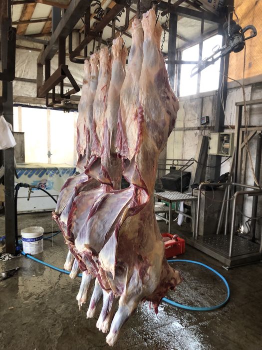 Продавам телета