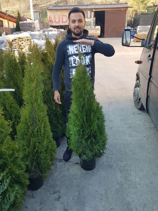 Tuia smarald 1.50m 1.70m aclimatizata calitate extra