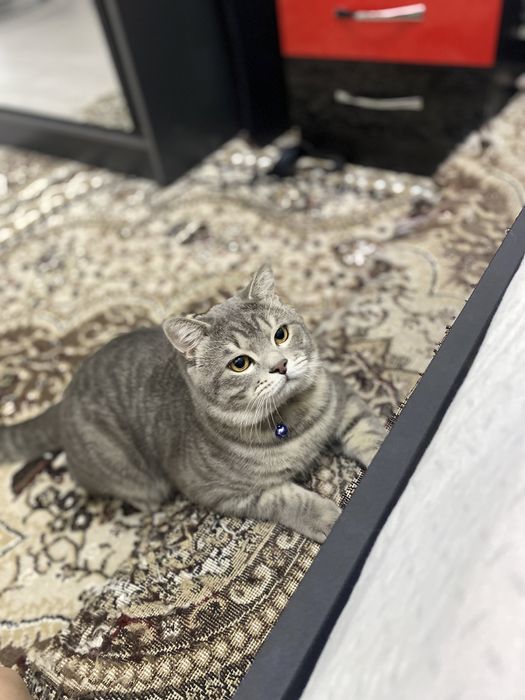 Кота на Вязку!! Qiz mushuk uchrashuvga kerak!