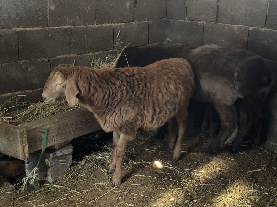 Продам баранов срочно