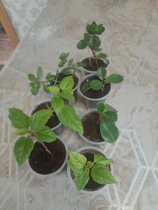 Продам черенки гибискус, каланхое, пеперомия.