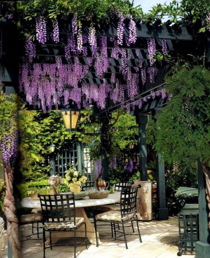 Planta agatatoare wisteria (unica în felul ei ! )