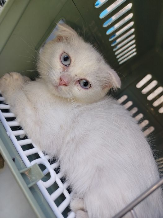 Скотиш фолд кузи мовий ранг киз бола мушукча сотилади