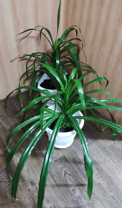 Отдам цветок даром