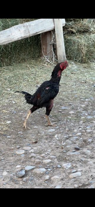 Дакан петух продаётся