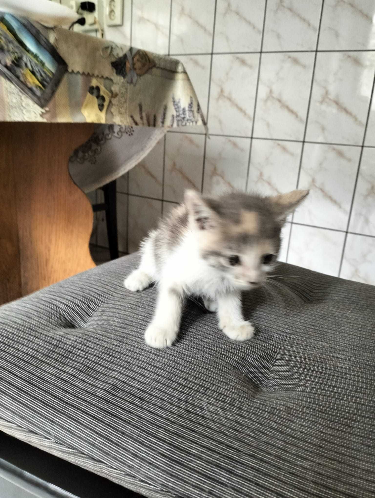 donez pui pisica 3 saptamani bucuresti sect 5