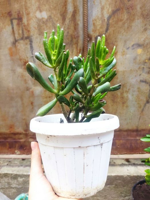 Тростянка хоббит