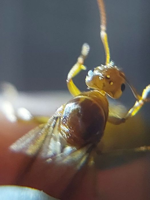 Муравьи редкие, Lasius flavescens название.