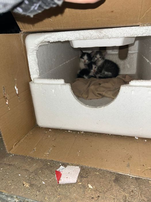 pui de pisica - donatie