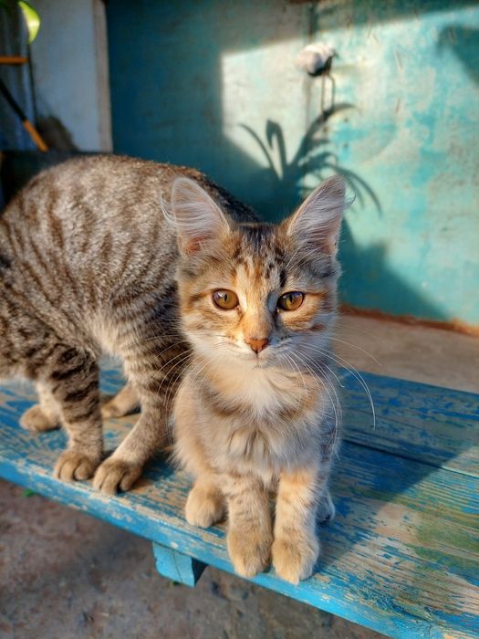 Котенок девочка 3мес.