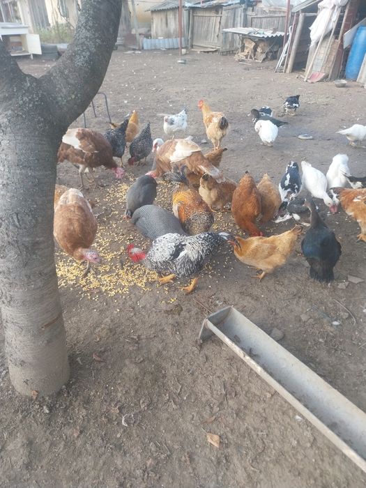 Nu răspund la mesaje doar contact telefon