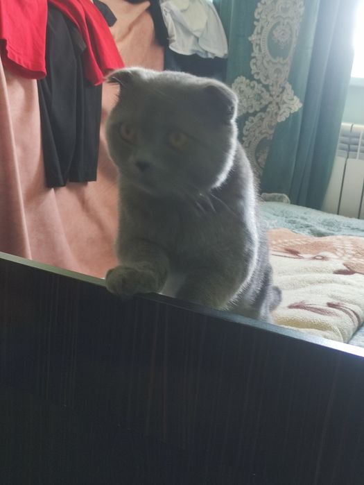 Кот породы скоттиш фолд