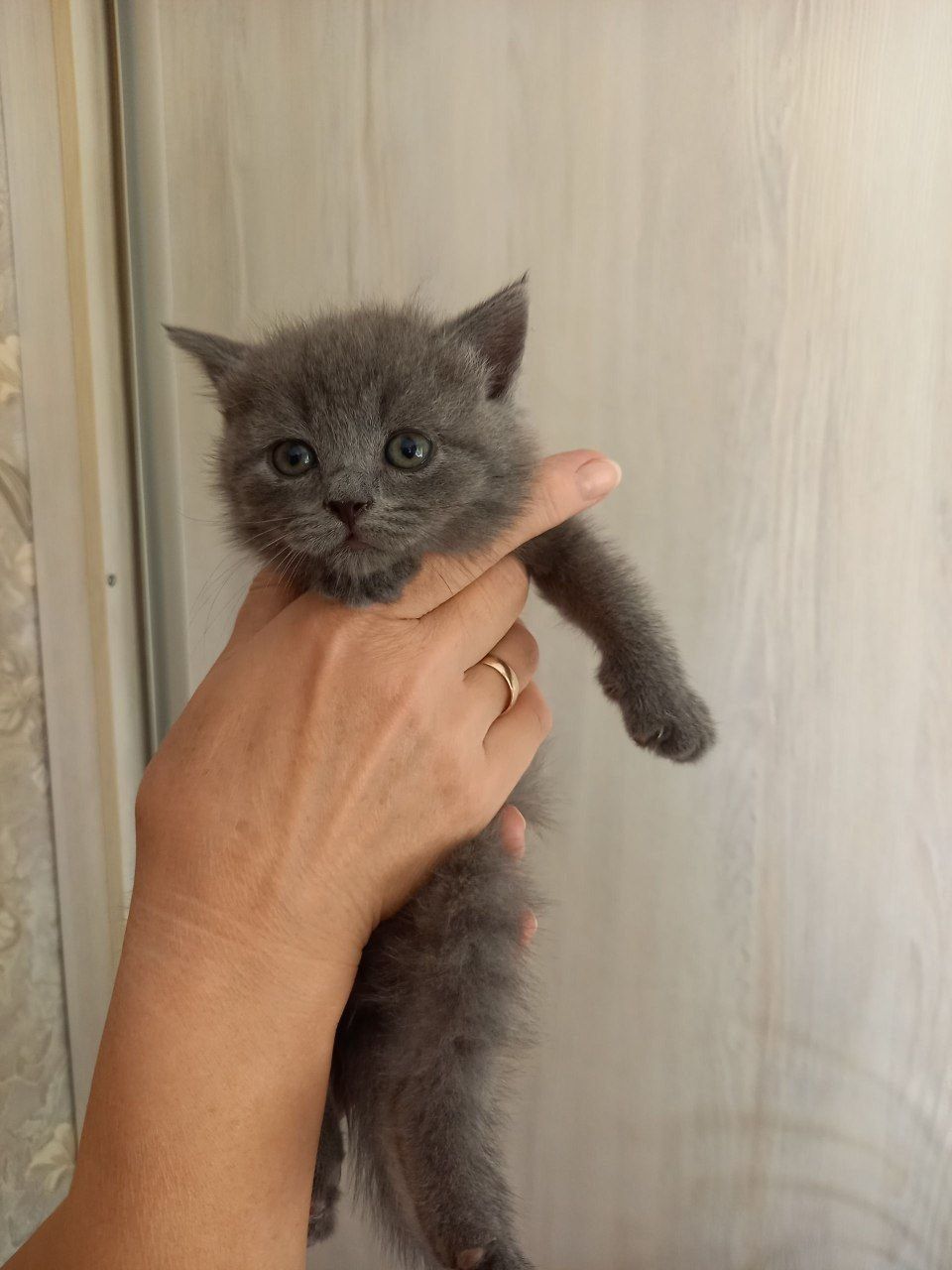 скотиш страйт и фолд Чистокровные мальчики и девочки