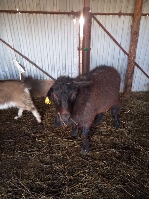 Теке сатылады.