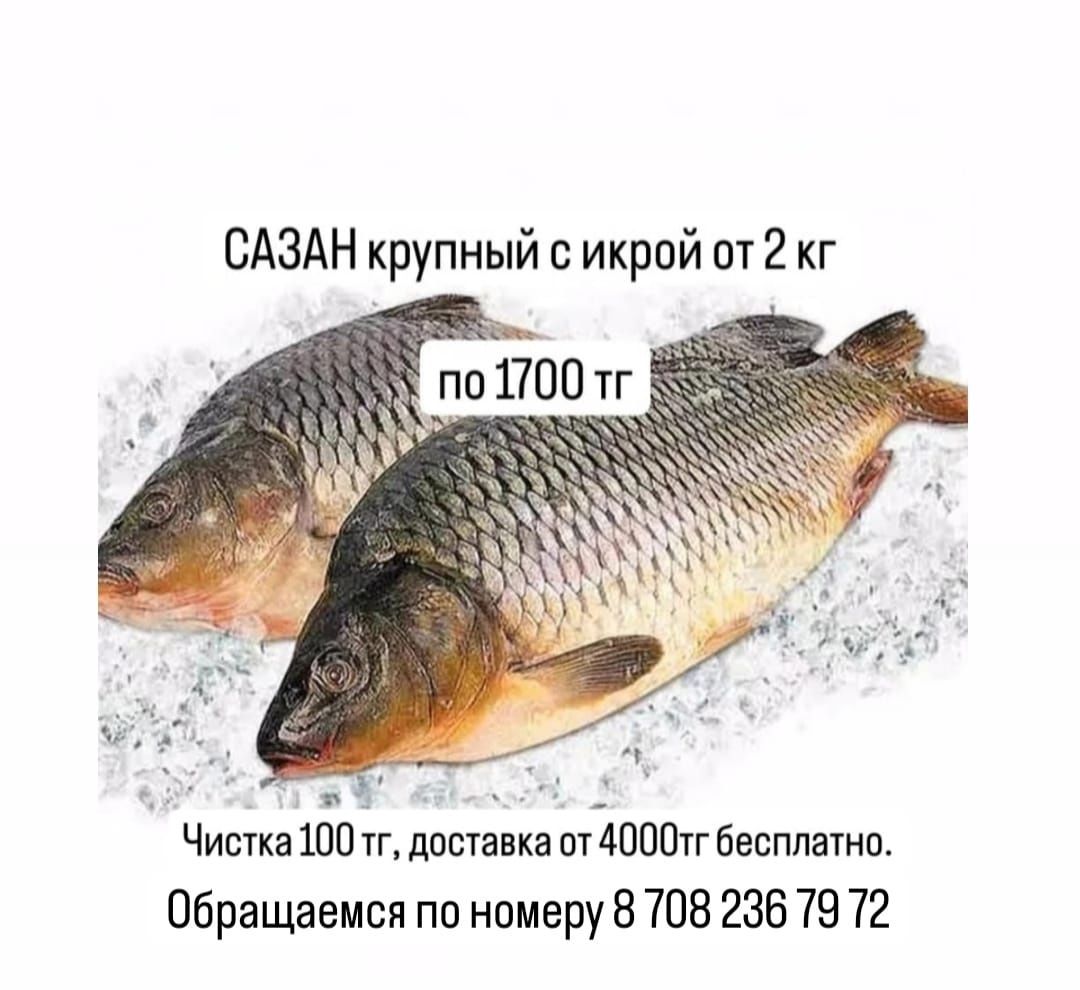 Свежая рыба сазан от 2 кг вся с икрой по 1700тг