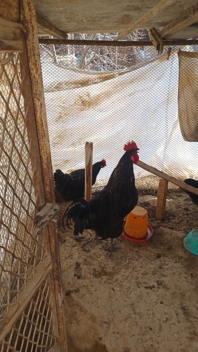 Qora Shahzoda tuhumlari va jojalari