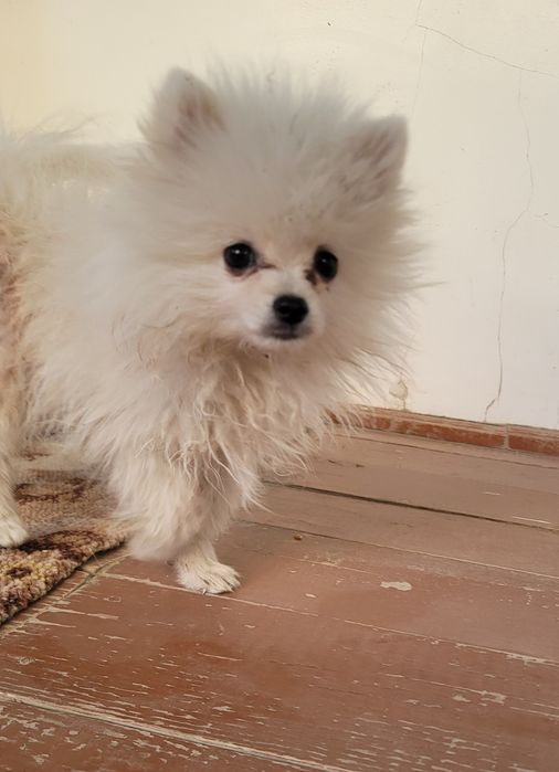 Kichkina German shpits