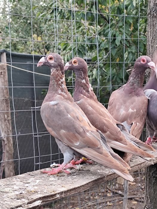 Porumbei voiajori stil vechi , straseri ,  turturele razatoare