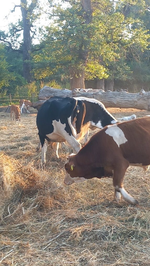 vitei de carne doi pe roșu