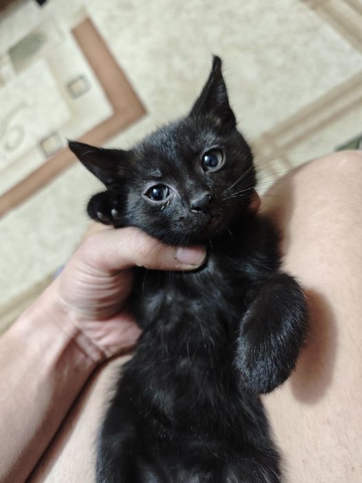 Отдам котёнка в хорошие руки