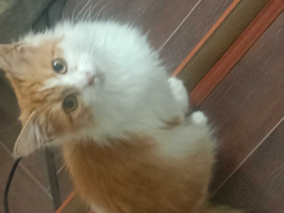 Очень красивый котенок.
