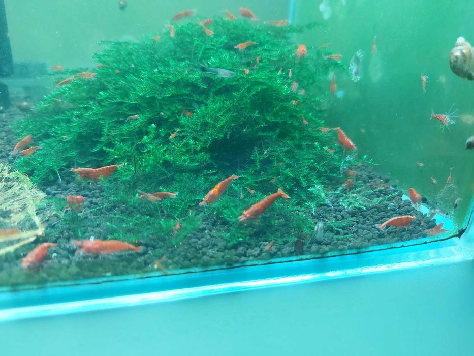 De vanzare Creveti Red Cherry