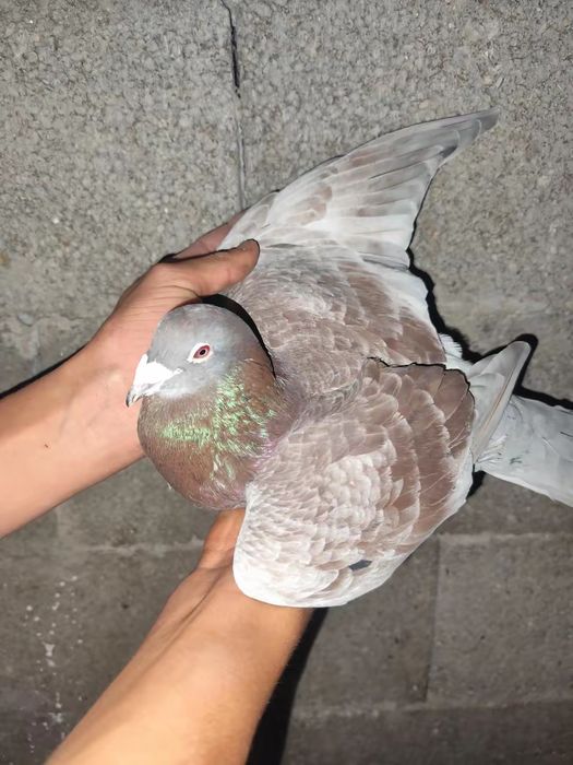 De vânzare porumbei