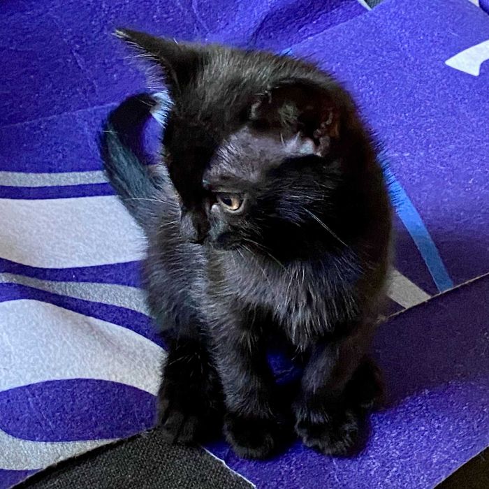 Подарявам домашно мъжко черно коте Ozzy