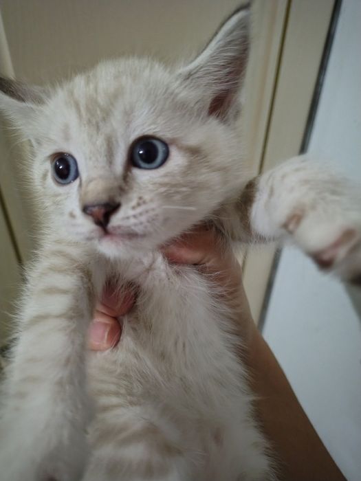 Продаю котят породистых