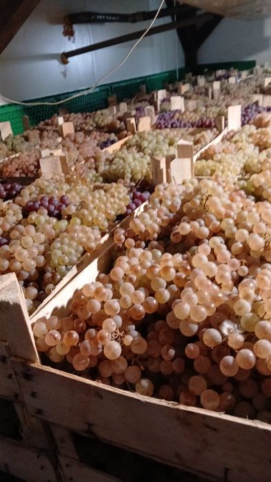 Ceasla, Striguri de masa, Camera frigorifica, Panciu, Vrancea, direct