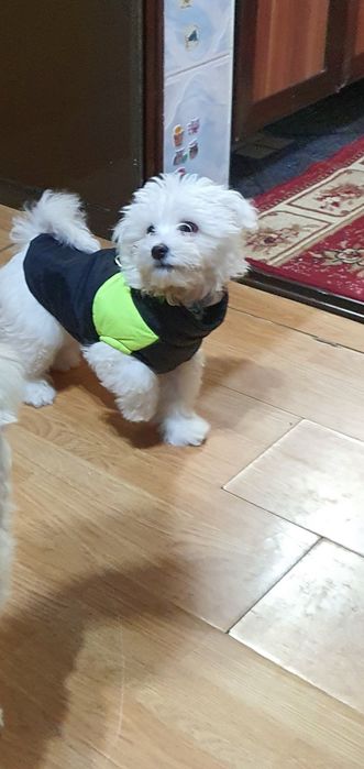 De vânzare Bichon Maltez