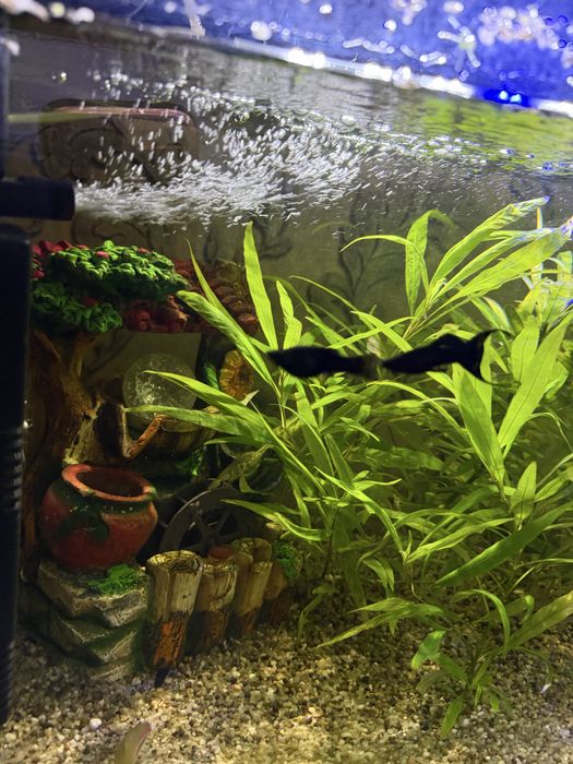 Продам свой аквариум со всеми инструменами , грунтом, рыбками и растен