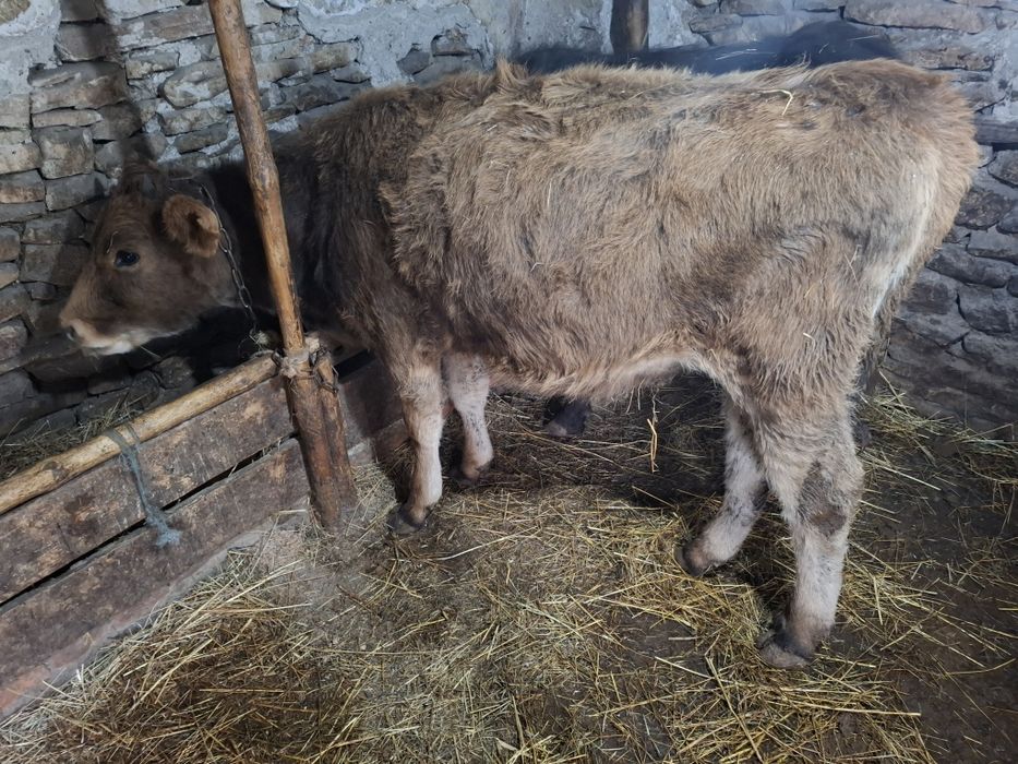 Продава се 2 телета женски и едно турме женско