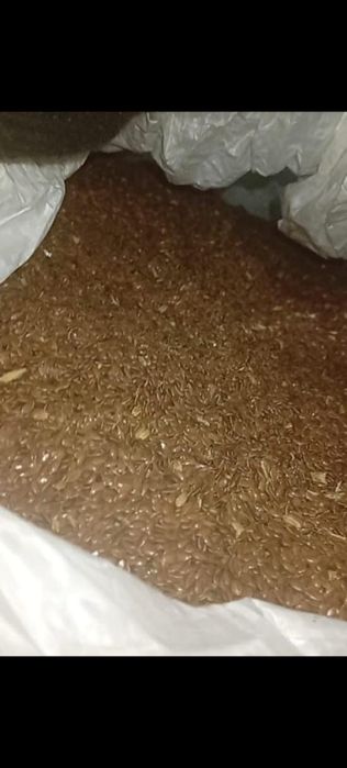 Продам лён. В биг бегах