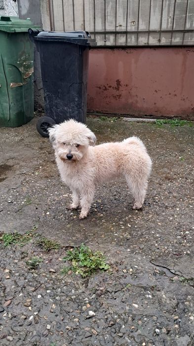 Donez cățel rasă mică Bichon