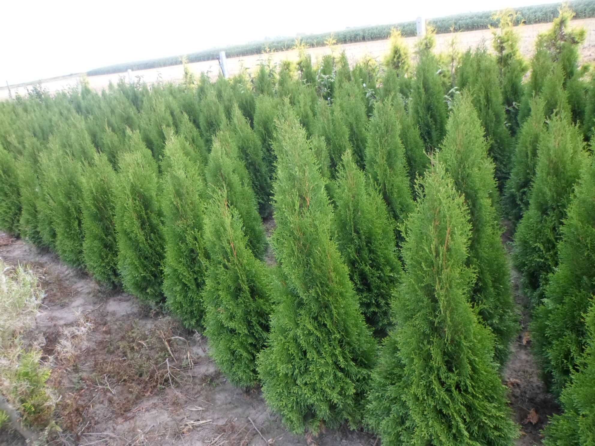 Tuia Thuia Thuja smaragd, gros, frumos, mare 100-120cm