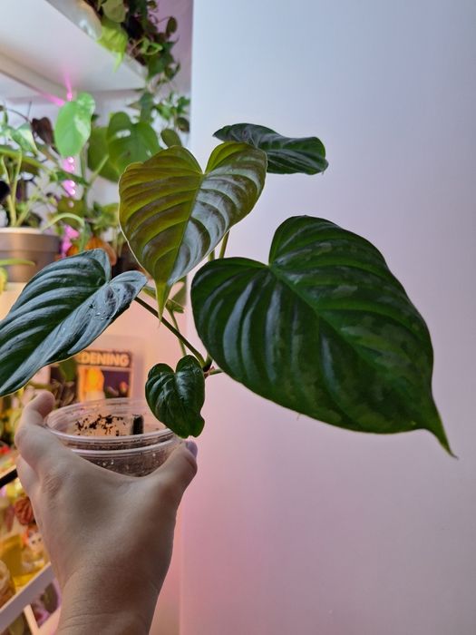 Philodendron Majestic