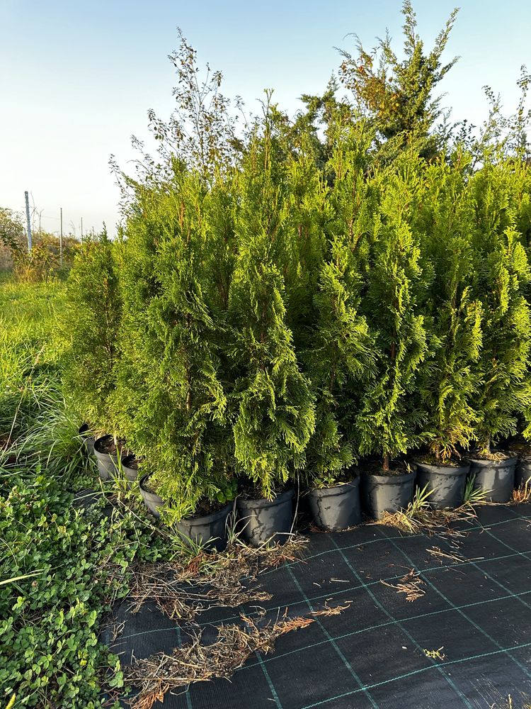 Tuia ( thuja ) smaragd perfect aclimatizați crescuti doar afara