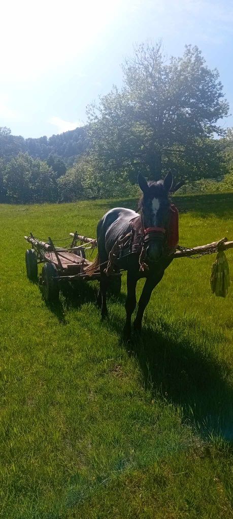 De vânzare mânz în vârstă de 2 ani.Localitatea Baia Sprie. Maramureș