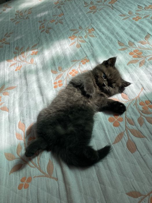 Продаются чистокровные котята скотиш фолд и страйт